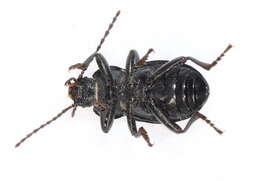 Image of <i>Euboeus laticollis</i>