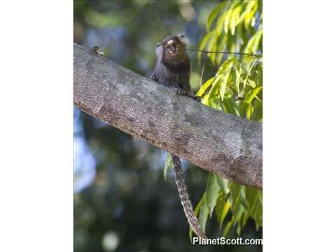 Image of Common Marmoset