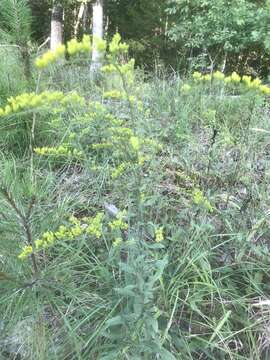 Image of gray goldenrod