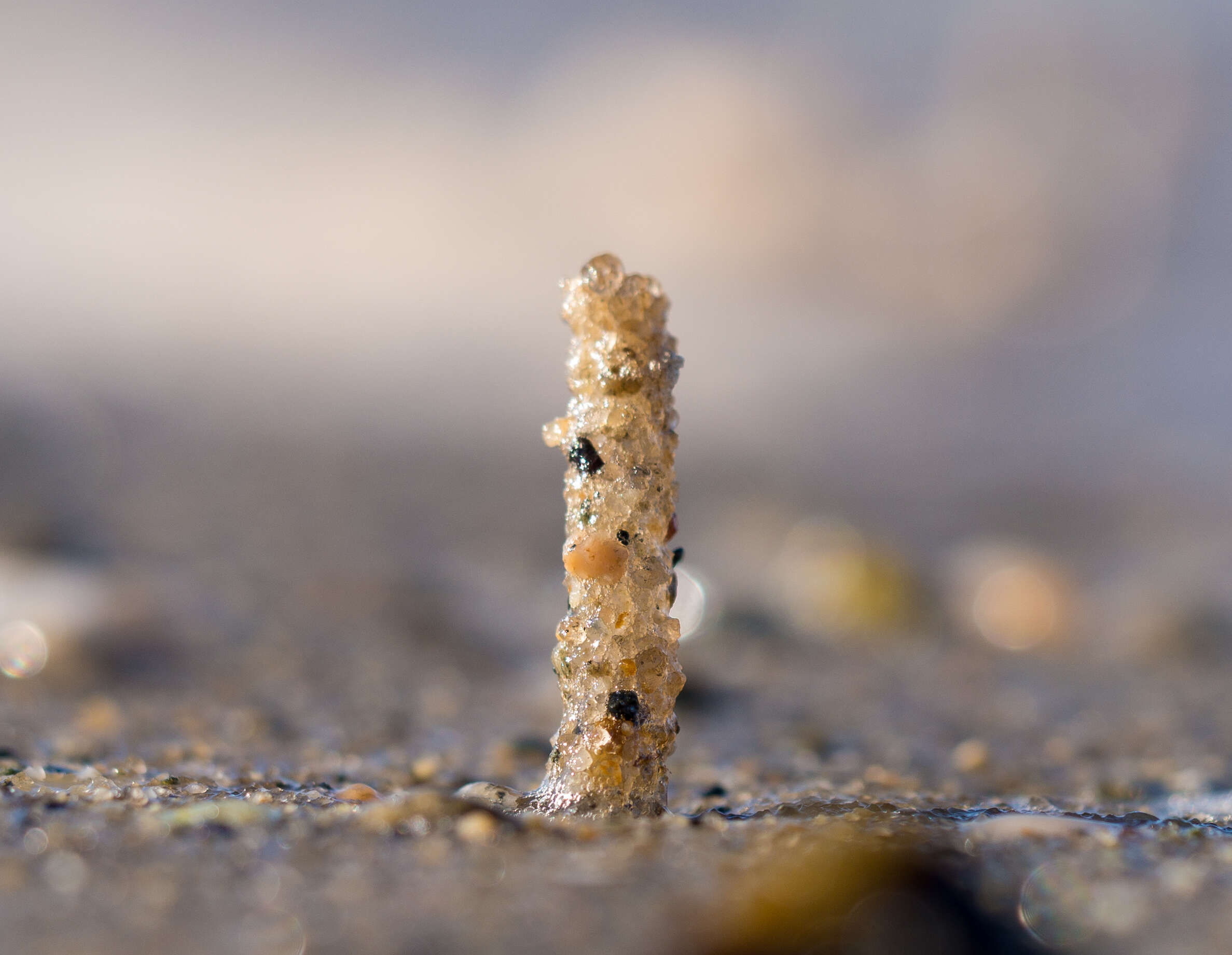 Image of sandmason worm or sand mason worm