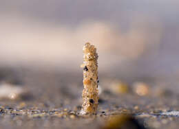 Image of sandmason worm or sand mason worm