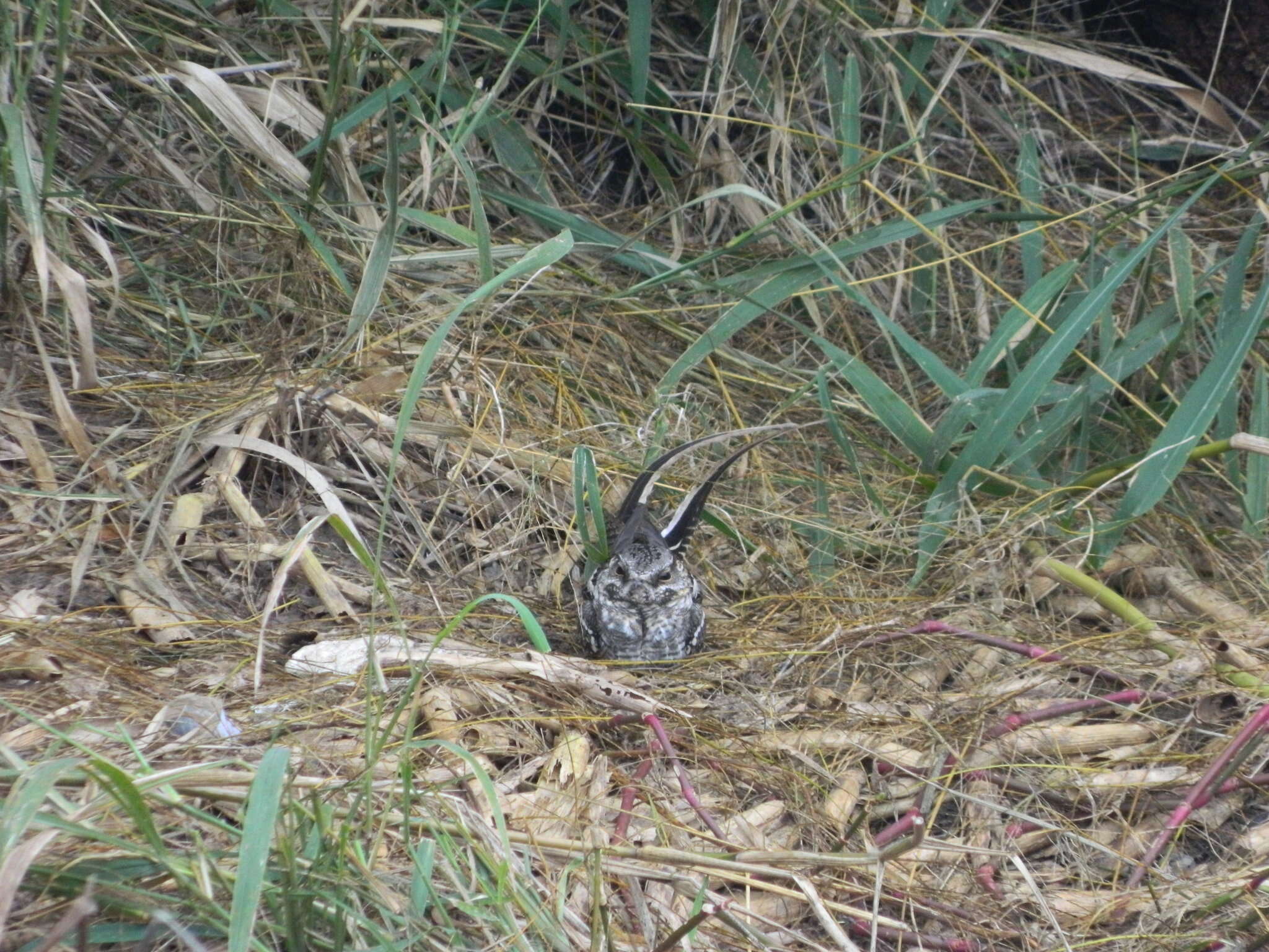 Image of Scissor-tailed Nightjar