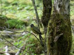 Image of Collared Grosbeak