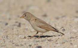 Image of Desert Lark