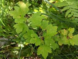 Image of hairystem gooseberry