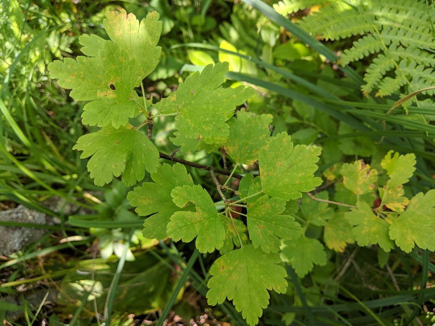 Plancia ëd Ribes hirtellum Michx.