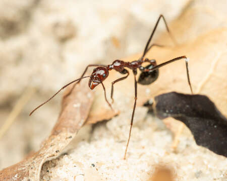 Image of Aphaenogaster swammerdami Forel 1886