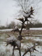 Image of Prickly Russian-Thistle