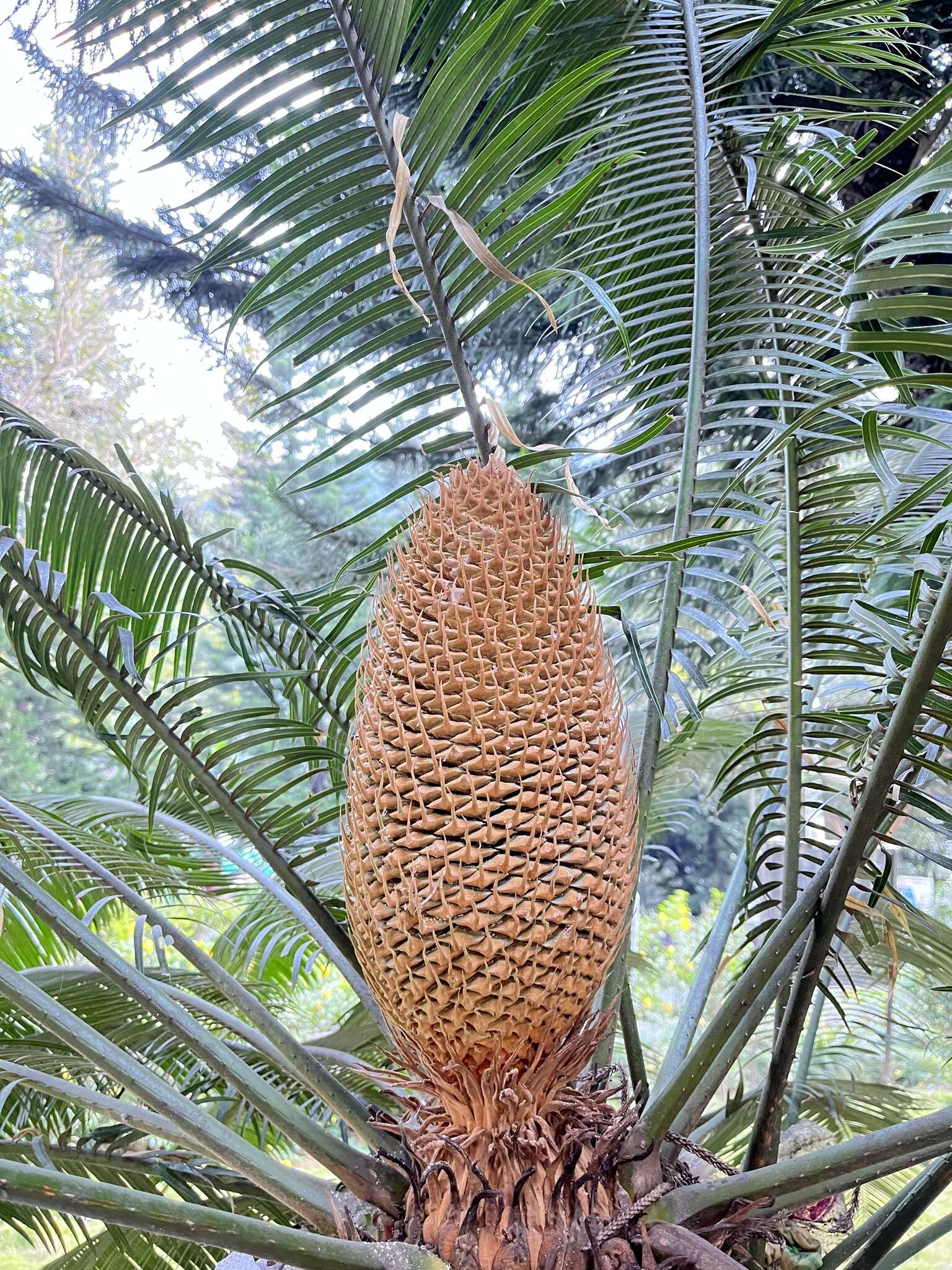 Image of Cycad