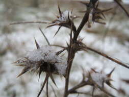 Image of Prickly Russian-Thistle