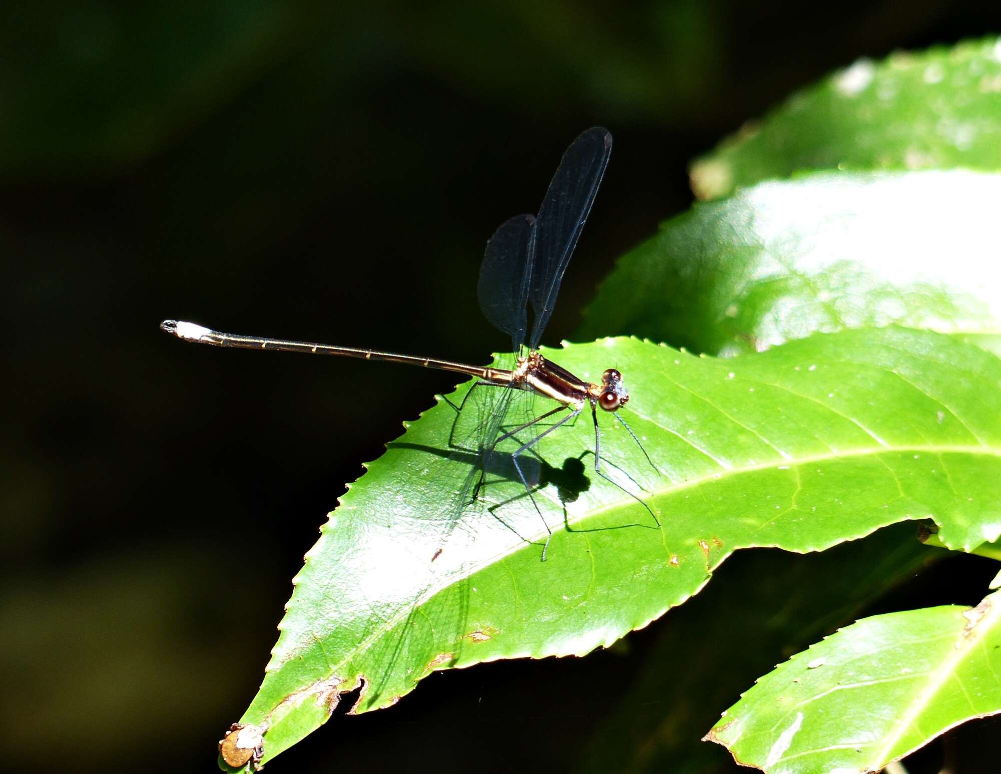 Image of Allopodagrion contortum (Hagen ex Selys 1862)