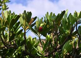 Image of Podocarpus costalis C. Presl