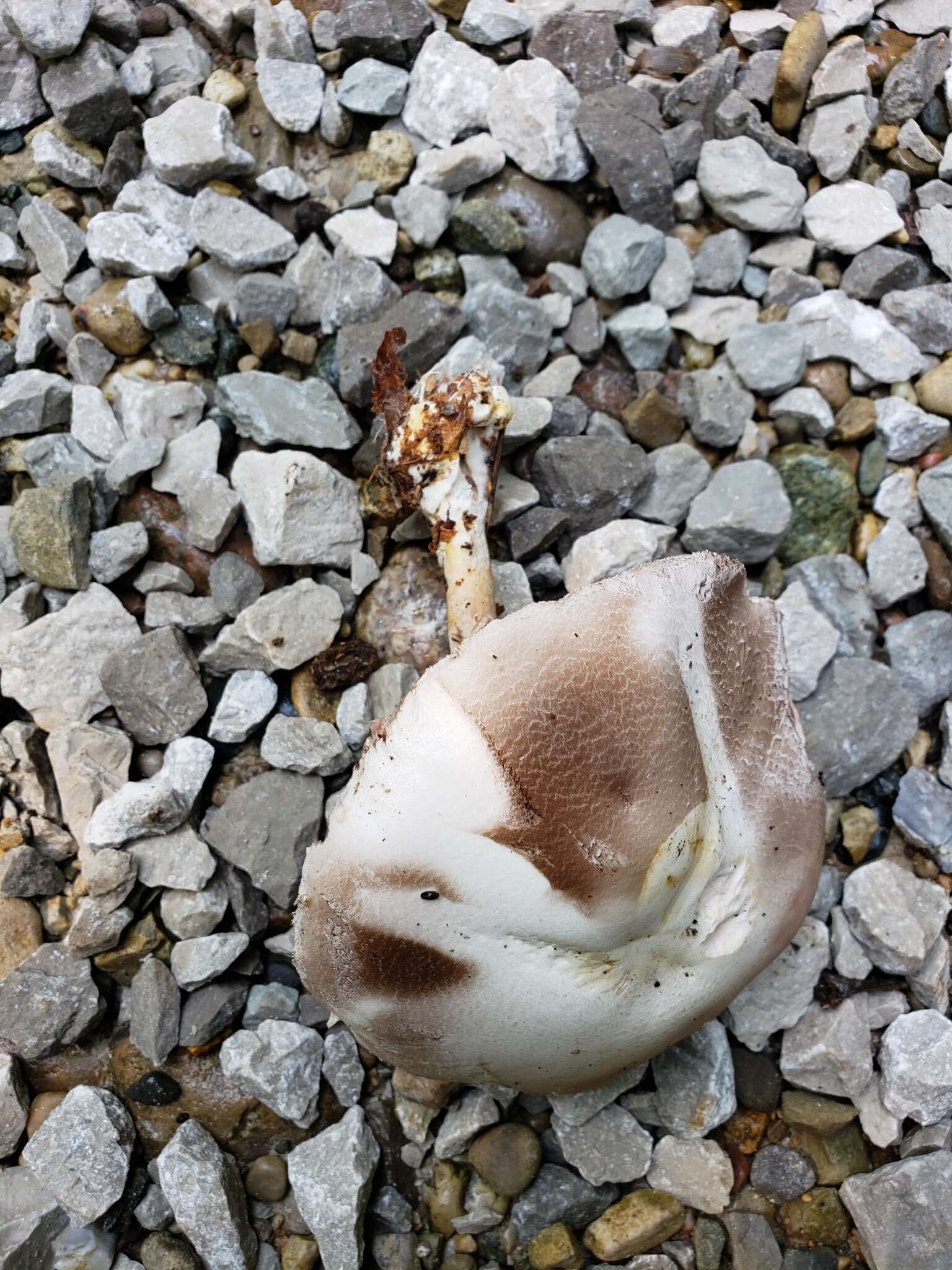 Image of Agaricus butyreburneus Kerrigan, Guinb. & Callac 2016