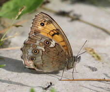 Image of Kirinia eversmanni