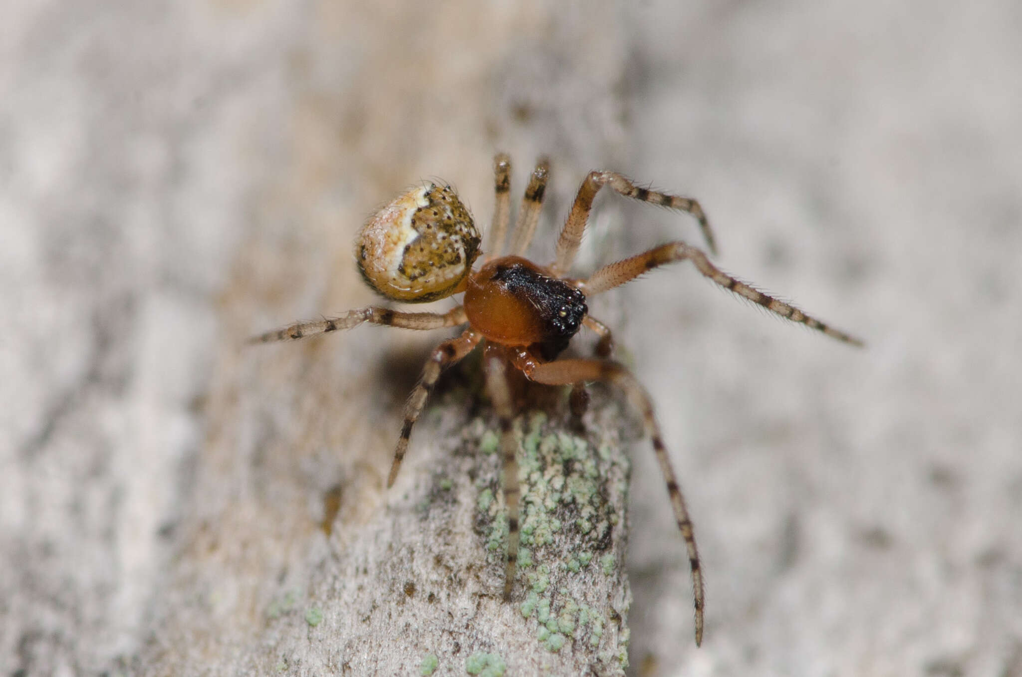 Image of Wamba crispulus (Simon 1895)