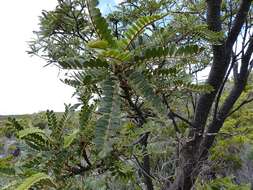 Image of Sophora denudata Bory