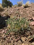 Image of Lavin's milkvetch