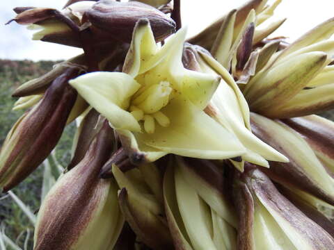 Yucca baccata var. baccata resmi