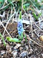 Слика од Pseudomuscari azureum (Fenzl) Garbari & Greuter