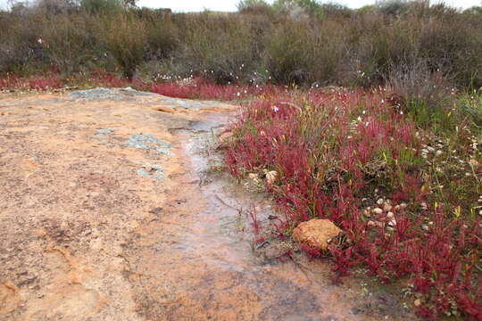 Image de Drosera alba Phill.