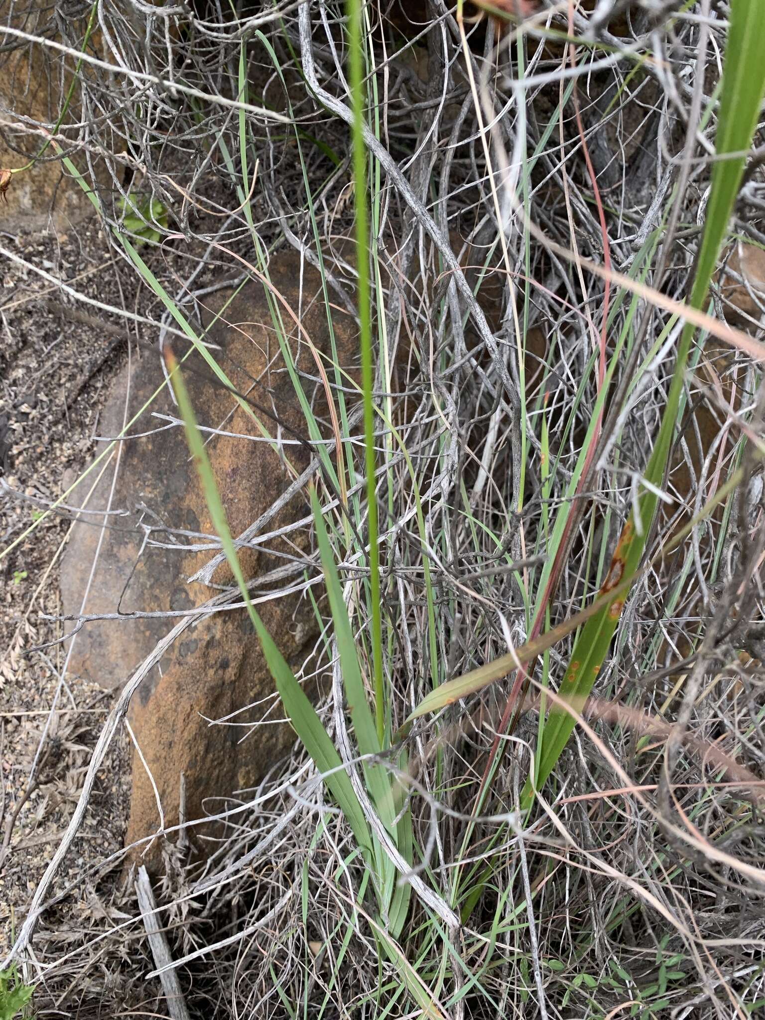 Image of Ixia dubia Vent.