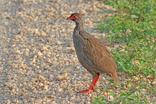 Image of Red-necked Francolin