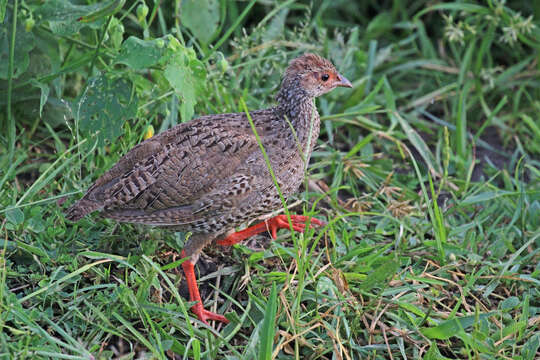 Image of Red-necked Francolin