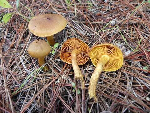 Image of Cortinarius thiersii Ammirati & A. H. Sm. 1977