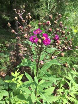 صورة Vernonia glauca (L.) Willd.