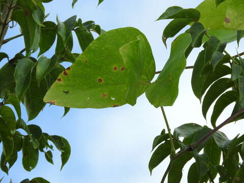 Plancia ëd Mucuna pruriens (L.) DC.