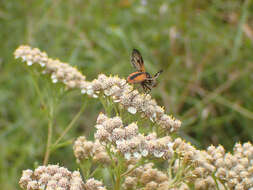 Imagem de Ectophasia crassipennis (Fabricius 1794)