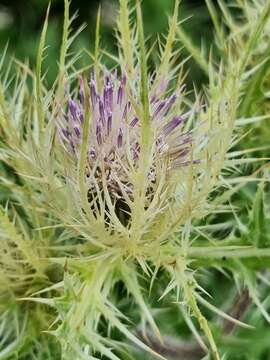 Image of Cirsium obvallatum (M. Bieb.) M. Bieb.