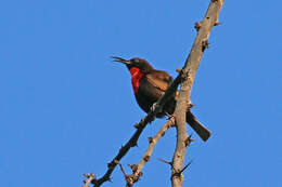 Image of Scarlet-chested Sunbird