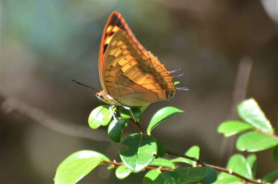 <i>Charaxes macclounii</i>的圖片