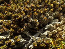 Image de Dracophyllum muscoides Hook. fil.