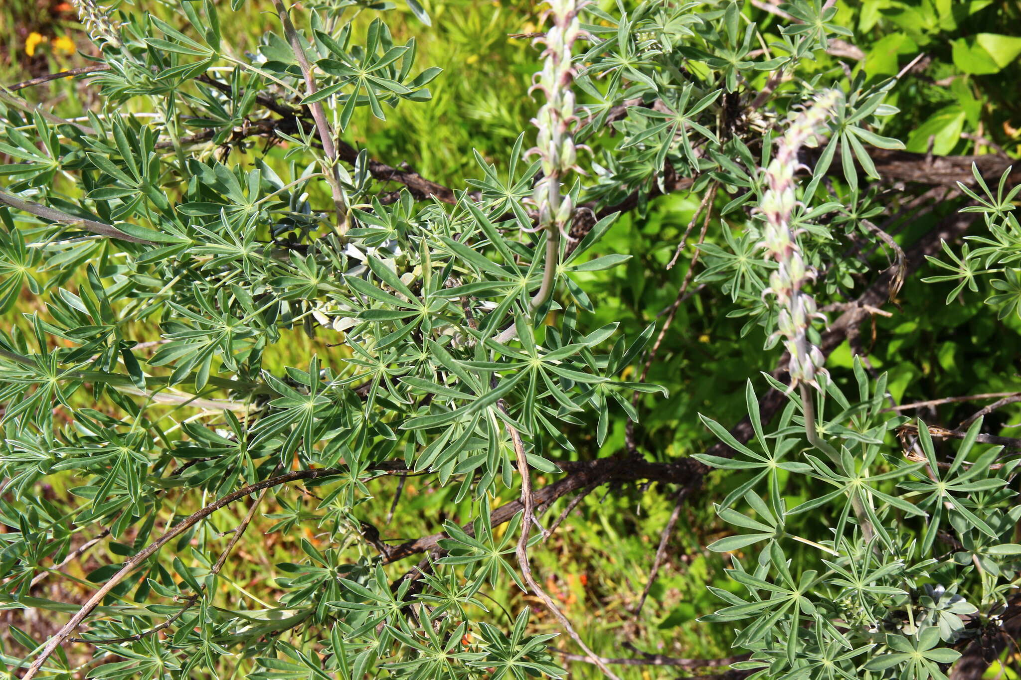 Image of silver lupine