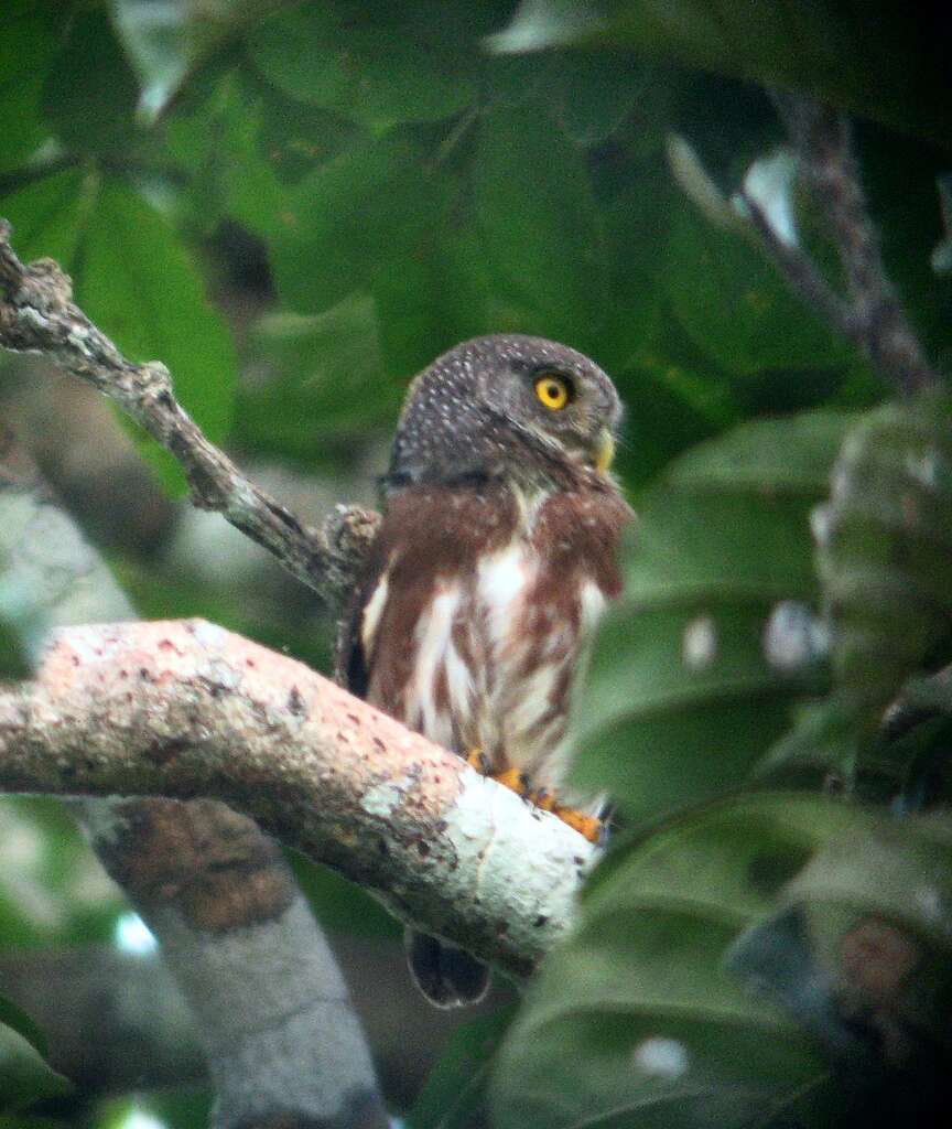 Image of Amazonian Pygmy Owl
