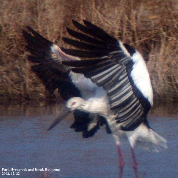 Image of Japanese White Stork