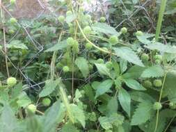 Image of Roman nettle