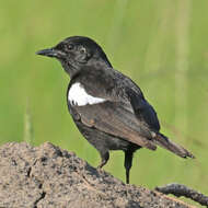 Image of Sooty Chat