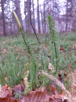 Image of interrupted clubmoss