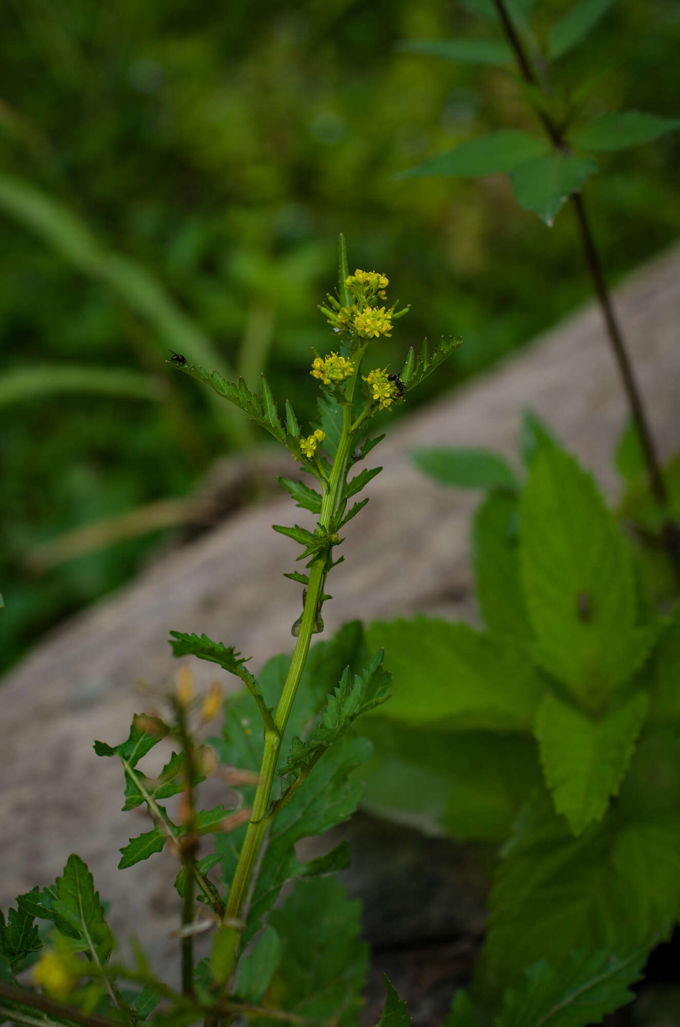 Rorippa palustris subsp. palustris的圖片