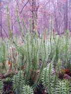 Image of interrupted clubmoss