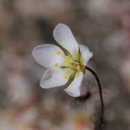 Image de Drosera salina N. Marchant & Lowrie