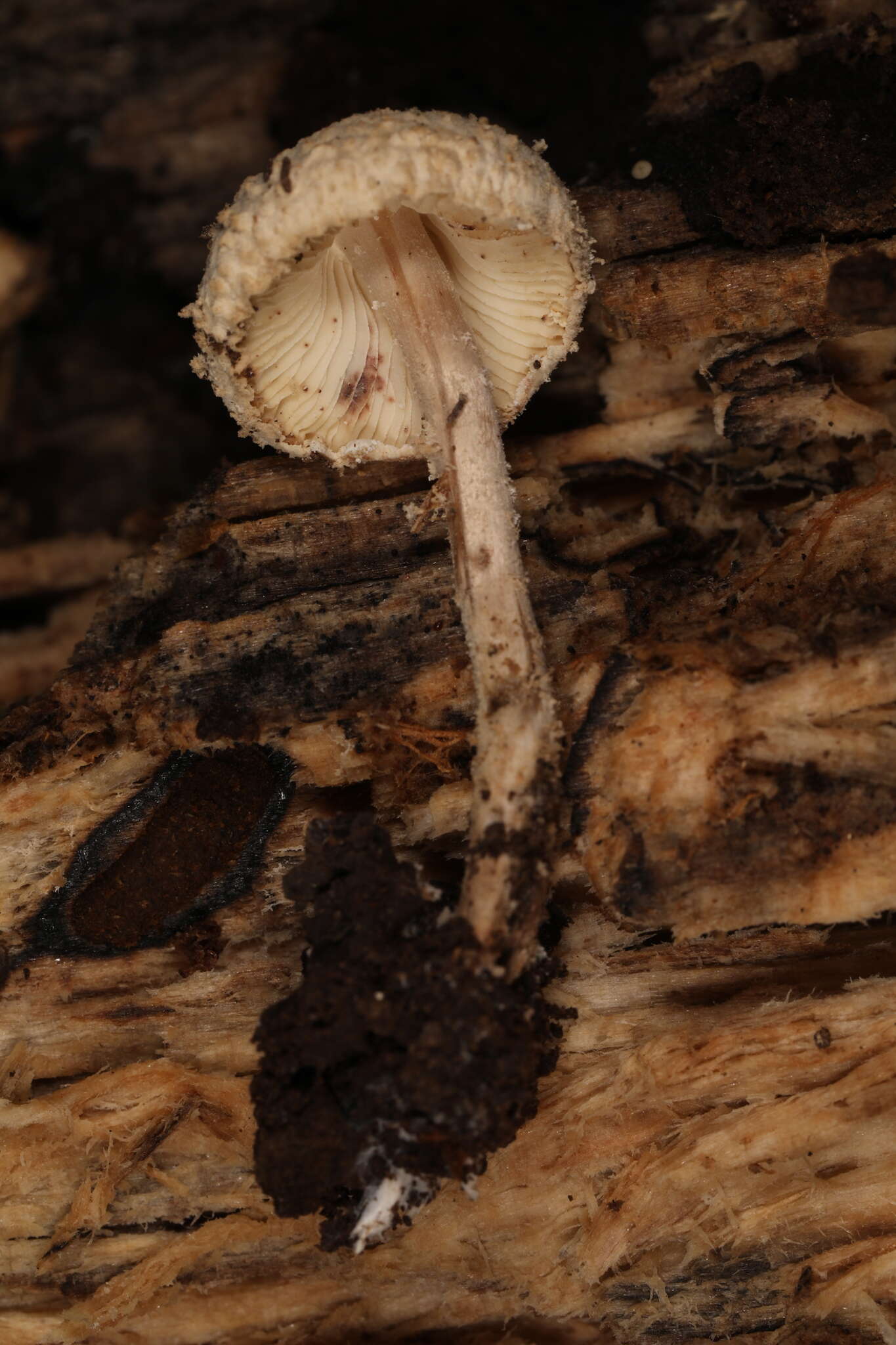 Imagem de Cystolepiota fumosifolia (Murrill) Vellinga 2006