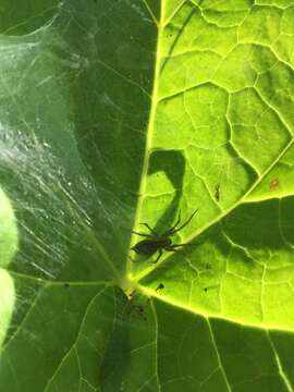 Image of Utah Funnel-web Spider