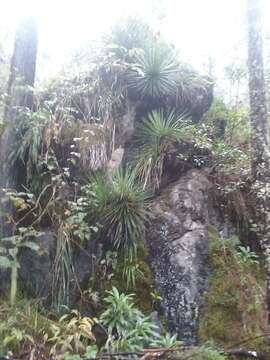 Image of Agave gracielae Galvan & Zamudio