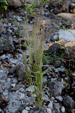 Image of Japanese Love Grass