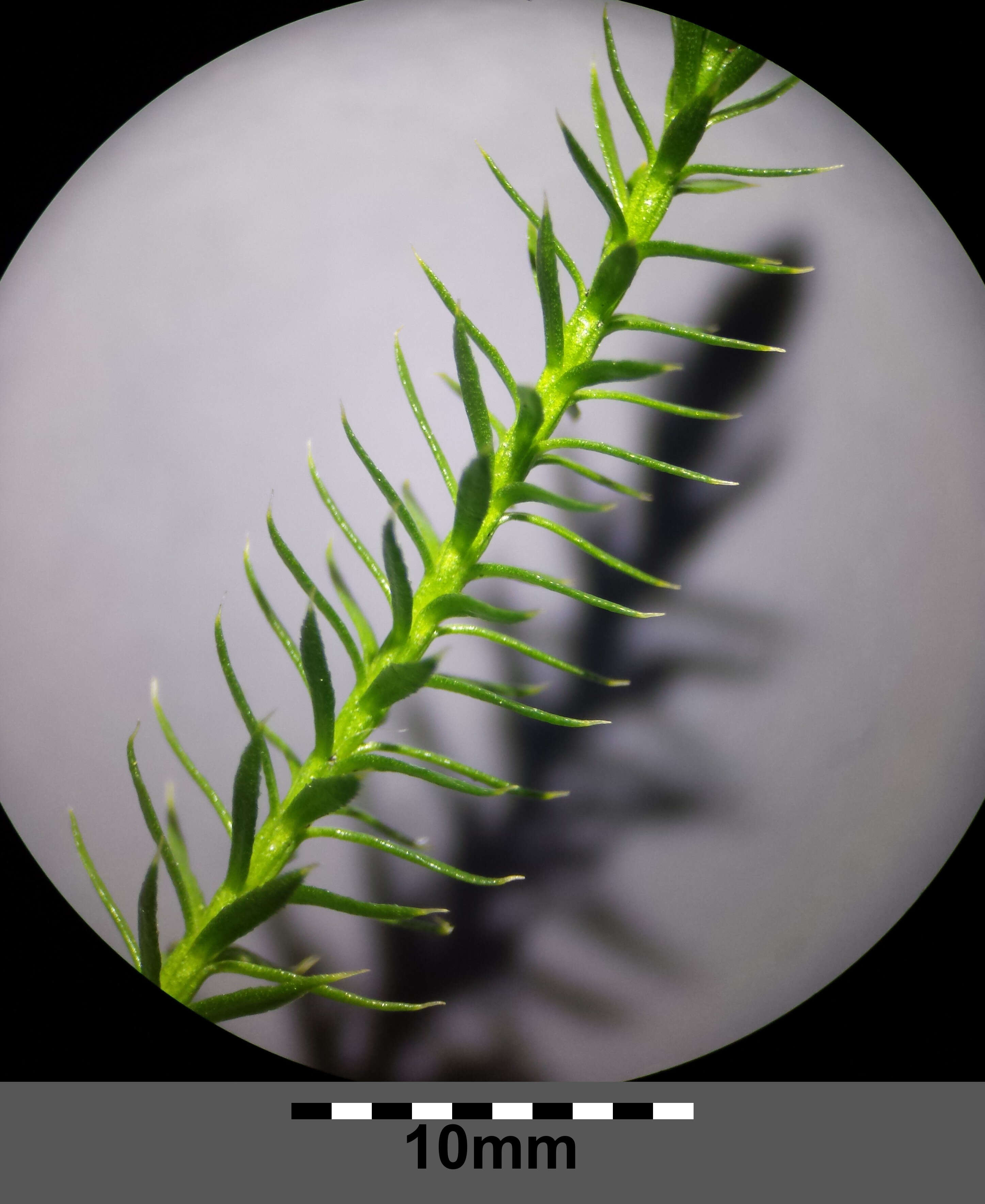 Image of interrupted clubmoss