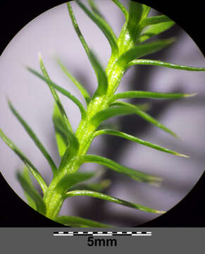 Image of interrupted clubmoss